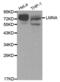 Lamin A/C antibody, abx000634, Abbexa, Western Blot image 