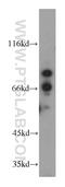 Pyridoxal Dependent Decarboxylase Domain Containing 1 antibody, 21021-1-AP, Proteintech Group, Western Blot image 