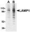 Lysosomal Associated Membrane Protein 1 antibody, TA306262, Origene, Western Blot image 