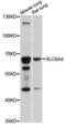 Solute Carrier Family 6 Member 4 antibody, LS-C749763, Lifespan Biosciences, Western Blot image 