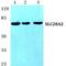 S28A2 antibody, PA5-36941, Invitrogen Antibodies, Western Blot image 