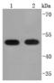 Protein Disulfide Isomerase Family A Member 6 antibody, A03813-1, Boster Biological Technology, Western Blot image 