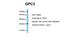 Glypican 3 antibody, NBP2-36558, Novus Biologicals, Western Blot image 