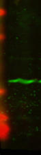 Centromere Protein A antibody, LS-C227569, Lifespan Biosciences, Western Blot image 
