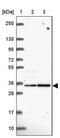 Fructosamine 3 Kinase Related Protein antibody, PA5-64249, Invitrogen Antibodies, Western Blot image 