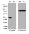 Glyoxylate And Hydroxypyruvate Reductase antibody, M06963, Boster Biological Technology, Western Blot image 