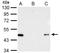Tripartite Motif Containing 27 antibody, NBP2-19302, Novus Biologicals, Immunoprecipitation image 