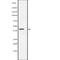 Actin Alpha Cardiac Muscle 1 antibody, abx146544, Abbexa, Western Blot image 