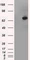 Tubulin Tyrosine Ligase Like 12 antibody, TA500805S, Origene, Western Blot image 