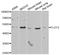 Flotillin 2 antibody, STJ28673, St John