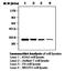 Cyclin Dependent Kinase 1 antibody, orb95652, Biorbyt, Western Blot image 