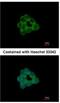 Signal Transducing Adaptor Family Member 2 antibody, NBP1-33643, Novus Biologicals, Immunofluorescence image 