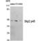 S-Phase Kinase Associated Protein 2 antibody, LS-C386079, Lifespan Biosciences, Western Blot image 