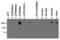 Histone Cluster 2 H3 Family Member D antibody, NB21-1015, Novus Biologicals, Dot Blot image 