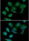 Pyruvate Kinase M1/2 antibody, NBP2-42686, Novus Biologicals, Immunofluorescence image 