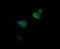 Kallikrein Related Peptidase 8 antibody, LS-C174733, Lifespan Biosciences, Immunofluorescence image 