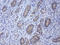 Leucine Rich Repeat Containing G Protein-Coupled Receptor 5 antibody, LS-C796969, Lifespan Biosciences, Immunohistochemistry paraffin image 