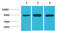 Heat Shock Protein 90 Alpha Family Class A Member 1 antibody, STJ97496, St John