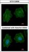 Filamin A antibody, LS-B4865, Lifespan Biosciences, Immunofluorescence image 
