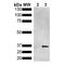Metallothionein antibody, MA5-27586, Invitrogen Antibodies, Western Blot image 