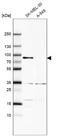 MX Dynamin Like GTPase 1 antibody, NBP1-83120, Novus Biologicals, Western Blot image 