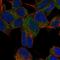 Transmembrane Protein 35A antibody, HPA048583, Atlas Antibodies, Immunofluorescence image 