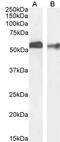 Solute Carrier Family 2 Member 1 antibody, CL8885AP, Cedarlane Labs, Western Blot image 