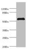 Chitinase Acidic antibody, LS-C675523, Lifespan Biosciences, Western Blot image 