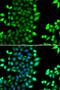 Ring Finger Protein 7 antibody, LS-C346345, Lifespan Biosciences, Immunofluorescence image 