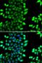 RING-box protein 2 antibody, LS-C346345, Lifespan Biosciences, Immunofluorescence image 