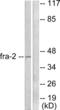 FRA2 antibody, abx013082, Abbexa, Western Blot image 