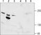 Transient Receptor Potential Cation Channel Subfamily M Member 6 antibody, PA5-77326, Invitrogen Antibodies, Western Blot image 