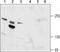 Transient Receptor Potential Cation Channel Subfamily M Member 6 antibody, PA5-77326, Invitrogen Antibodies, Western Blot image 