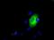 Lipase G, Endothelial Type antibody, NBP2-02396, Novus Biologicals, Immunocytochemistry image 