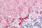Fatty Acid Binding Protein 7 antibody, MBS246243, MyBioSource, Immunohistochemistry frozen image 