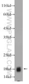 BAALC Binder Of MAP3K1 And KLF4 antibody, 24997-1-AP, Proteintech Group, Western Blot image 