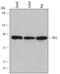 Telomeric Repeat Binding Factor 2 antibody, MAB5635, R&D Systems, Western Blot image 