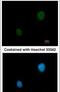 Protein Kinase CAMP-Dependent Type II Regulatory Subunit Beta antibody, PA5-28266, Invitrogen Antibodies, Immunofluorescence image 