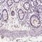 Glycerophosphodiester Phosphodiesterase Domain Containing 5 antibody, HPA066762, Atlas Antibodies, Immunohistochemistry frozen image 