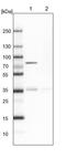 Hexose-6-Phosphate Dehydrogenase/Glucose 1-Dehydrogenase antibody, PA5-52142, Invitrogen Antibodies, Western Blot image 