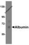 Albumin antibody, 5159, ProSci, Western Blot image 