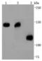Collagen Type VI Alpha 1 Chain antibody, A02226-3, Boster Biological Technology, Western Blot image 