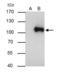 WW Domain Binding Protein 11 antibody, GTX118654, GeneTex, Immunoprecipitation image 