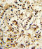 Killer Cell Immunoglobulin Like Receptor, Two Ig Domains And Long Cytoplasmic Tail 4 antibody, LS-C165527, Lifespan Biosciences, Immunohistochemistry frozen image 