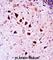 Neurotrophic Receptor Tyrosine Kinase 3 antibody, abx028185, Abbexa, Western Blot image 
