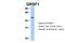 G-Rich RNA Sequence Binding Factor 1 antibody, 29-280, ProSci, Western Blot image 