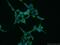 Presenilin 1 antibody, 20434-1-AP, Proteintech Group, Immunofluorescence image 