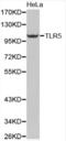Toll Like Receptor 5 antibody, abx001438, Abbexa, Western Blot image 