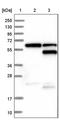 Mohawk Homeobox antibody, PA5-52363, Invitrogen Antibodies, Western Blot image 