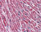 Dihydrolipoamide Dehydrogenase antibody, 51-940, ProSci, Immunohistochemistry frozen image 